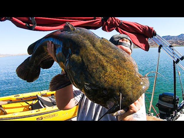 Lake Havasu Fishing for BIG Catfish