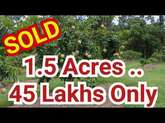 1.5 acres of mango farm land for sale in Karnataka (Lakshmipuram Cross)#realestate #farmlandsforsale