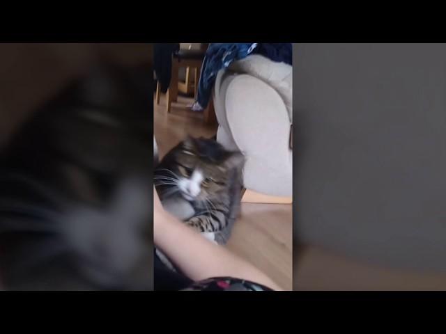 Cat Attack (Short)