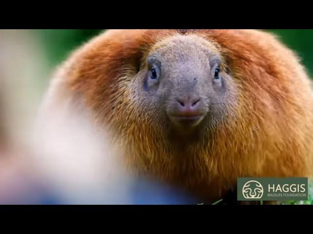 The Inspiring Story of Scotland's Wild Haggis Enthusiasts