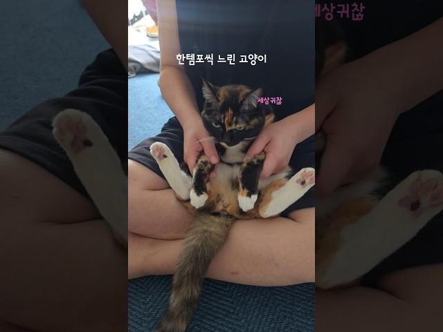 귀찮게 하면 한번은  해주는 고양이 봉자씨 #고양이 #cat