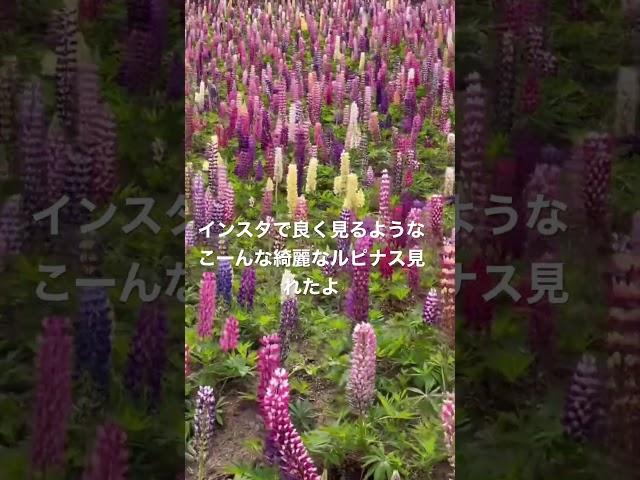 #ルピナス　#お散歩　#花　#Lupinus #spring #flower