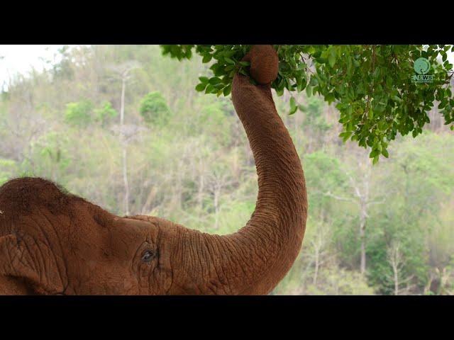 One Day With “Faa Mai” The First Born Free Elephant at Elephant Nature Park - ElephantNews