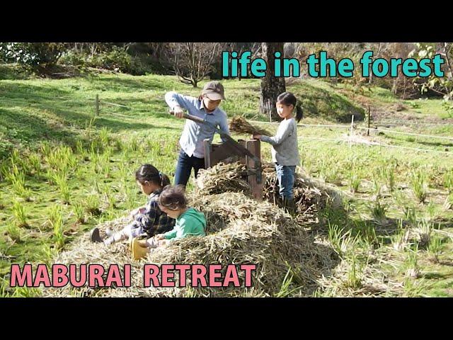 Self-Sufficiency, Forest Life, Rural Japan, Harvesting taro, yacon, ginger  Thinning cypress trees