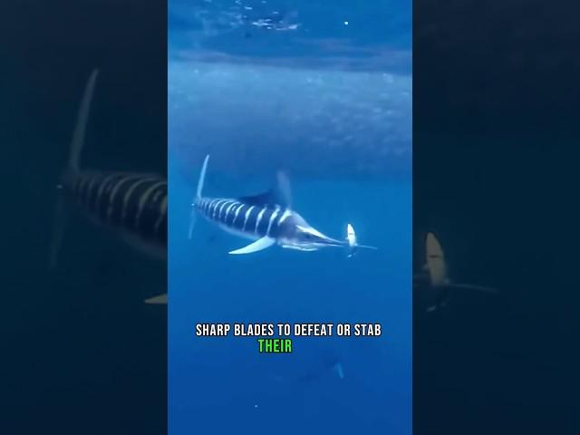 How swordfish hunt #animals #fish #swordfish #shorts