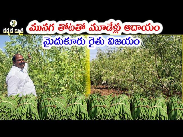 మునగ సాగులో మైదుకూరు రైతు విజయం || Success Story of Moringa Farming || Karshaka Mitra #agriculture