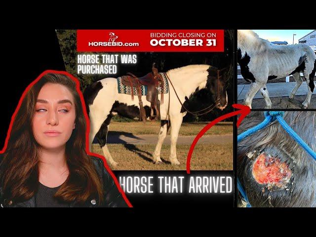 NEVER BUY HORSES FROM HORSEBID.COM