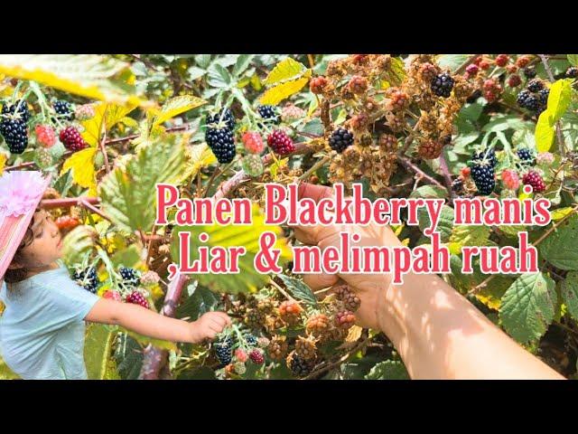 Panen Blackberry Manis, Liar & Melimpah Ruah di taman Tooting Bec London