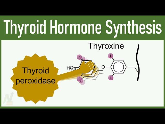 Thyroid Hormone Synthesis