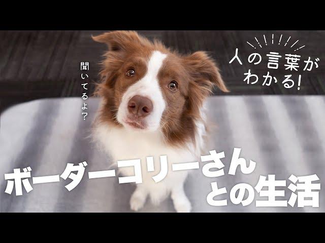 【人の言葉がわかる】話している言葉をちゃんと理解するボーダーコリーさんとの生活はこんな感じです【愛犬と会話】