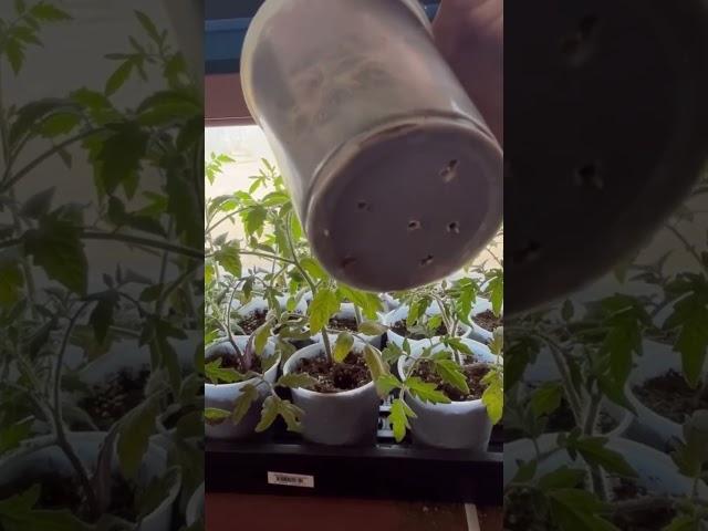 The Best Rooting Method for your Tomatoes  #zone3gardening #growyourownfood #tomatoes