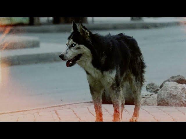 LAZER MMZ - MARK LANDERS [Clip Officiel]