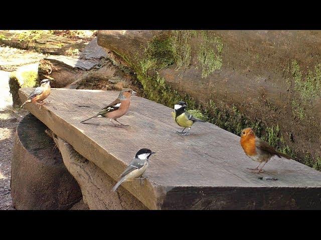 Videos for Cats to Watch : Little Birds on The Bench - 8 HOURS