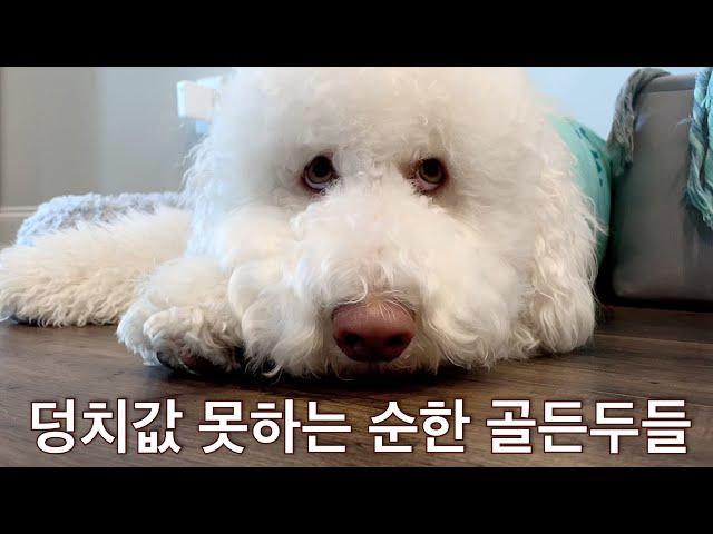 덩치만 큰 순둥이 골든두들 성격