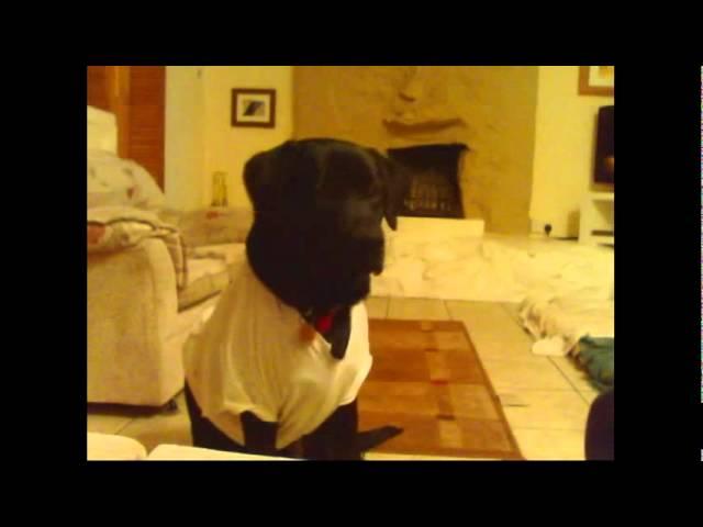 dog wearing a t-shirt