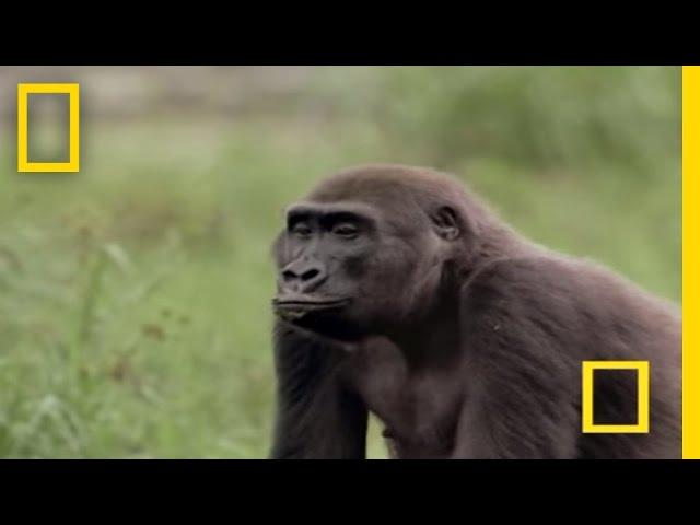 Gorilla vs. Gorilla | National Geographic