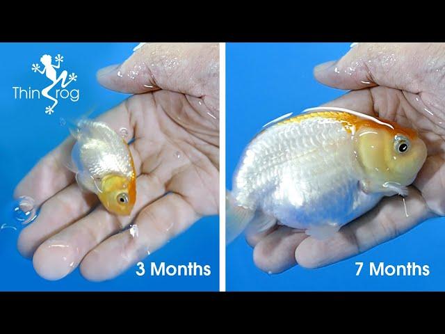 Goldfish Fry Growth (from 1st day to 7 months)