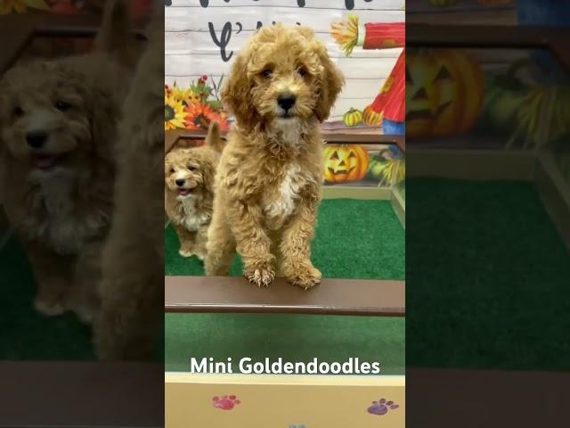 Brock and Gabe mini Goldendoodle Puppies #minigoldendoodles