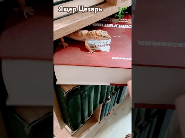 Ящер Цезарь снова в деле #шортс #видео #животные #эублефар #ящерица #приколы #а4 #хобби #respect