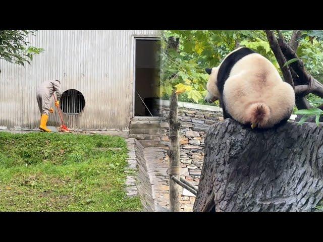 10.7神树坪天气晴朗蓝天白云，福宝一大早在假山睡觉，拉青团#panda #fubao #푸바오