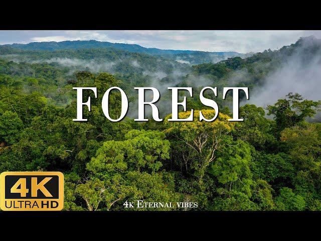 FOREST 4K (60fps) - Scenic Relaxation Film with Relaxing Piano Music - 4K Eternal Vibes