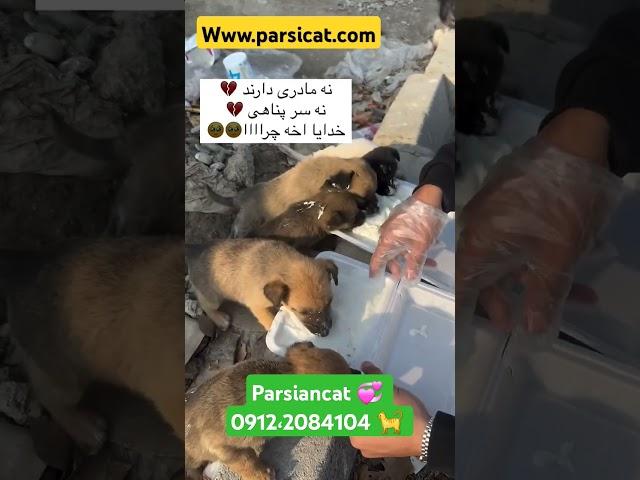 نسبت به حیوانات اطراف محیط زندگی خود بی تفاوت نباشیم ما اکوسیستم طبیعی آنها را بهم زدیم یادمون باشه