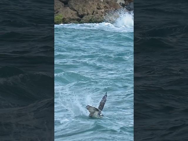 Crazy Osprey crashes into the ocean. Will it come up with a fish? #bird #birds #ospreys