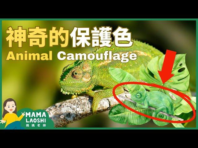 All about Animal Camouflage 驚人的偽裝: 小動物哪去了？【動物保護色】 | Animal Science for Kids in Chinese 動物科普短片