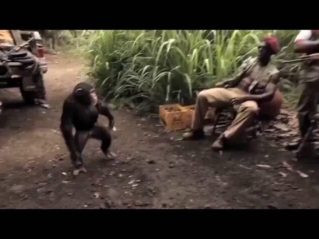 MONKEY ATTACK HUMANS!!! IN AFRICA