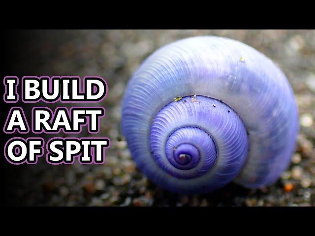 Purple Sea Snail facts: the "bubble raft" snail | Animal Fact Files