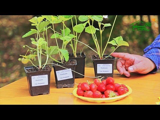 Осенняя посадка клубники, важные моменты! Удачный огород