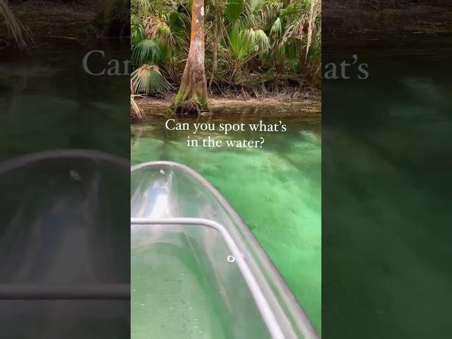 Comment your guesses ⬇️ #wildlife #springs #florida #baby #wildfl #kayaking #getupandgokayaking