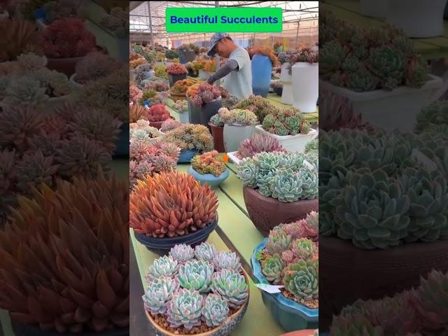 Sen Đá Đẹp 23 | Beautiful succulents 23 | #succulents #suculentas #senda #sendaxanh #多肉植物 #다육이들