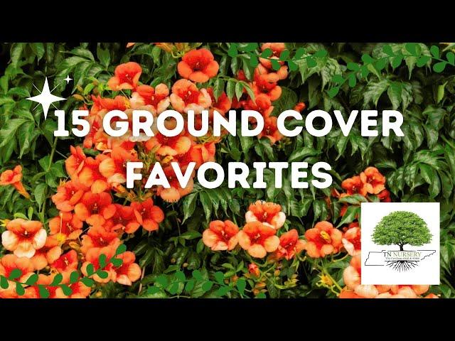 15 Ground Cover Favorites - TN Nursery