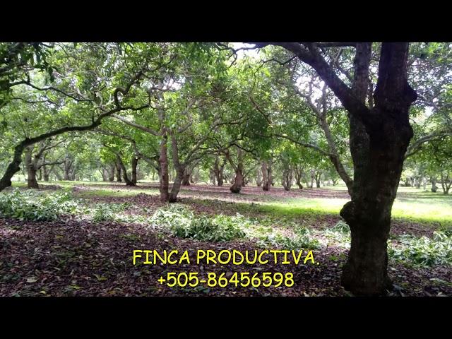 FINCA PRODUCTIVA AGUACATE Y CITRICOS 20 MZ EN CARAZO