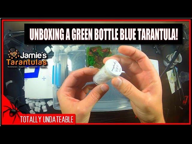 Unboxing A Green Bottle Blue Tarantula! - Jamie's Tarantulas Review [Ep:9]