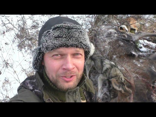 ОХОТА С ЛАЙКАМИ , ЛЕСНАЯ ИЗБА ТАЁЖНИКОВ