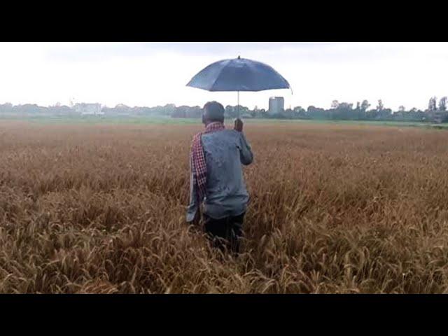 Jammu Farmers Worried As Unseasonal Rain Destroys Crops