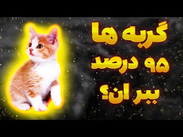 دانستنی گربه|دانستنی گربه ها|حقایقی حیرت انگیز در مورد گربه ها که نمی دانستید