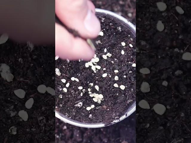 Tomato Seed Starting Basics