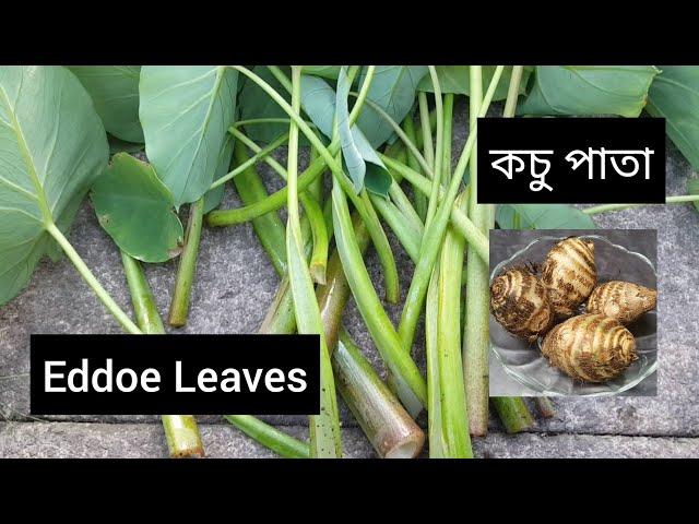 Harvesting eddoe leaves | allotment growing | shokher bagan | UK grown Bangladeshi vegetables.