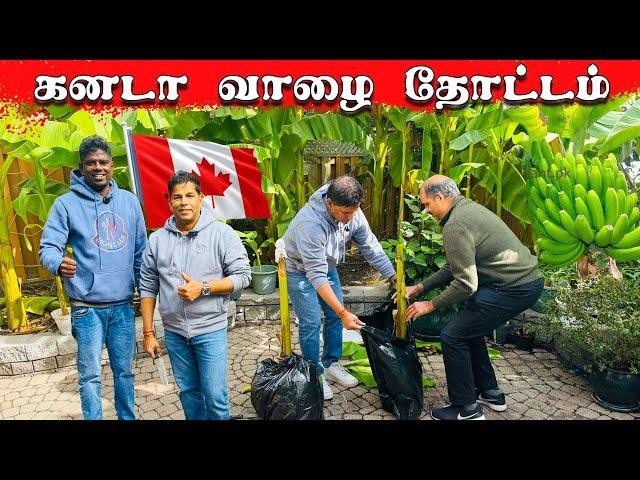  கனடா தமிழரின் குலைபோட்ட வாழை  ! Banana Tree in Toronto canda !  Jaffna  youtubers | Tamil  Vlog