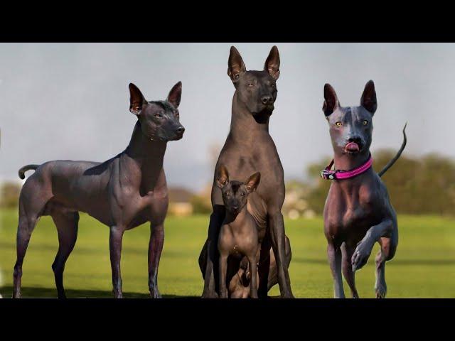 These Are 10 Rare Hairless Dog Breeds