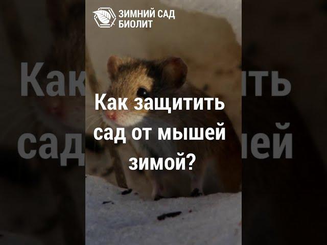 Как защитить растения от мышей зимой?