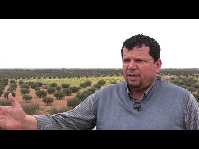 Tunisia's olive-oil exporters decry missed opportunities | REUTERS