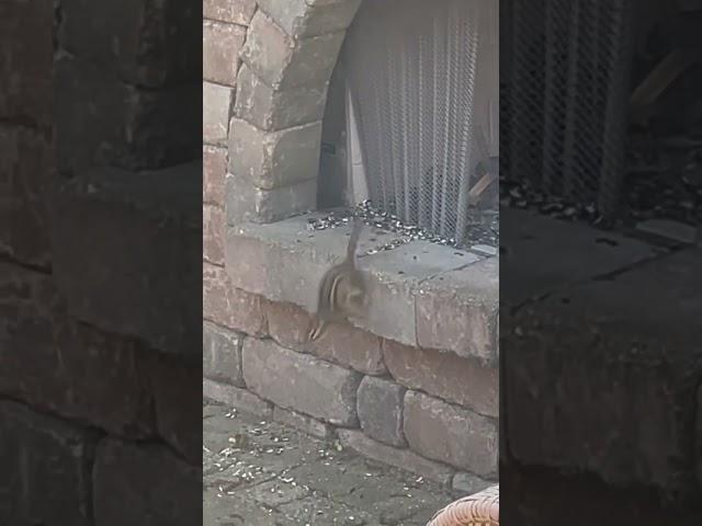 Living in a fireplace #outdoors #nature #share #naturephotography #naturelovers #wildlifephotography