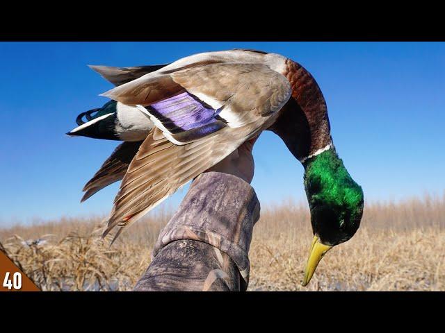 Hunting A HIDDEN Pool for Ducks | Solo 28 Gauge Duck Hunt