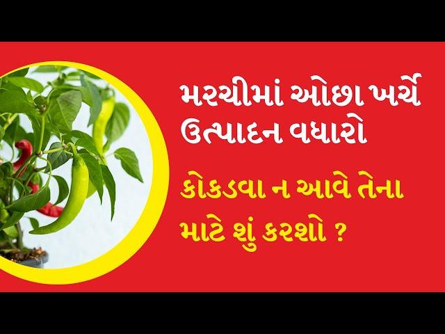 મરચીમાં ઓછા ખર્ચે ઉત્પાદન વધારો કોકડવા ન આવે તેના માટે શું કરશો ? KAMA Organic