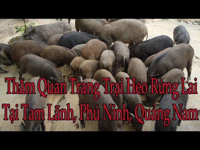 trang trai nuoi heo rung lai o quang nam | Làm giàu từ nuôi heo rừng lai kết hợp trồng cây ăn quả