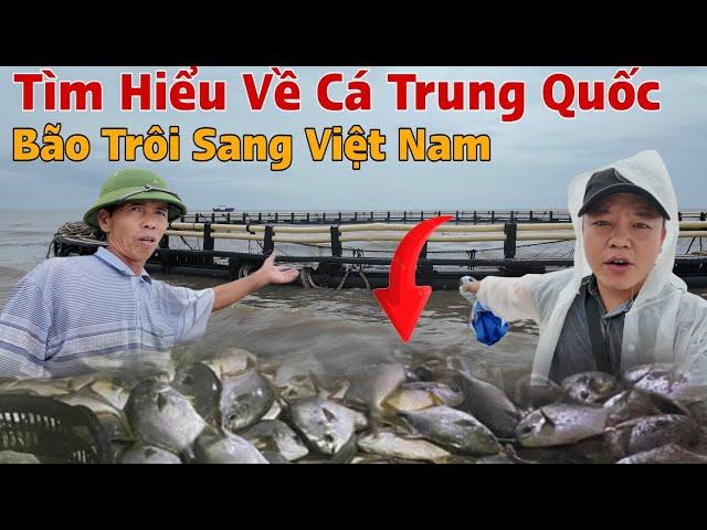 Tìm Hiểu Về Cá Và Lồng Cá Trung Quốc Bão Đánh Sang Việt Nam ?